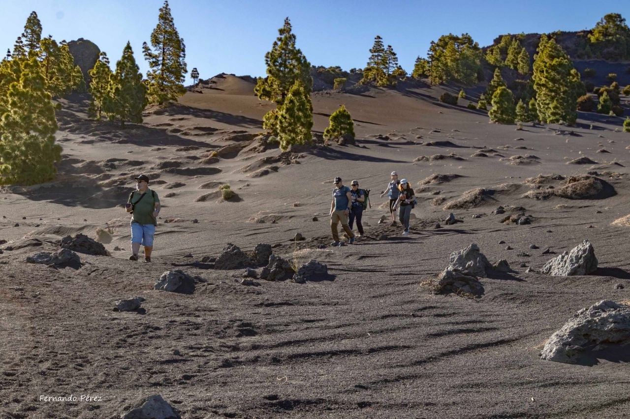 Grupo caminando por la ceniza volcánica entre pinos